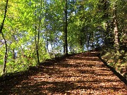 12 Breve tratto su strada agrosilvopastorale  carica di foglie